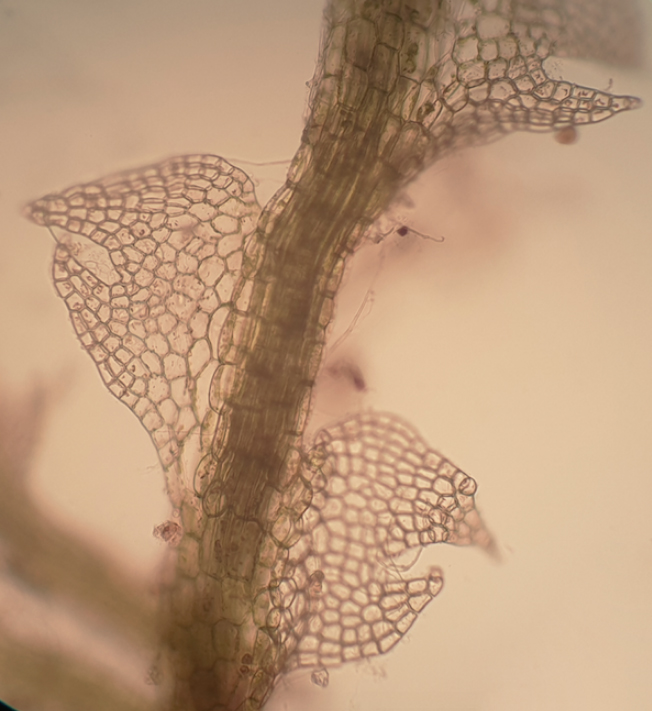 Fuscocephaloziopsis macrostachya var. macrostachya